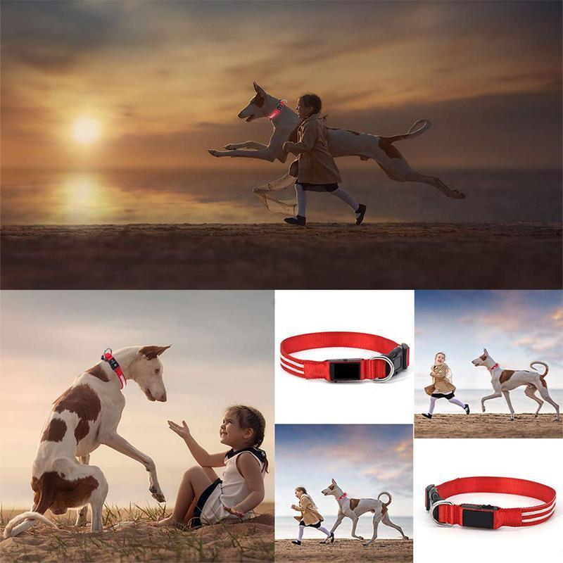 LED Pet Collar